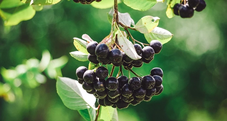 Was ist dran: Aronia zur Krebsprävention