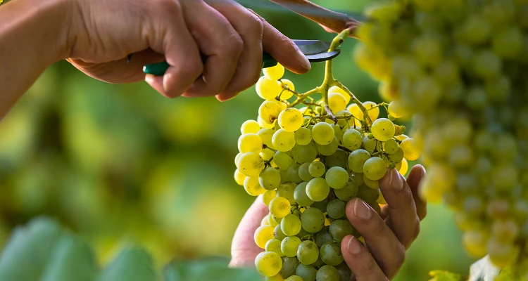 Weinlese in Österreich