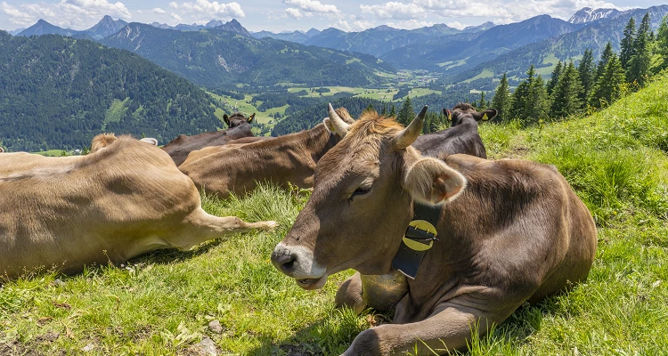 Warum Rinder immer mehr ihre Hörner verlieren?