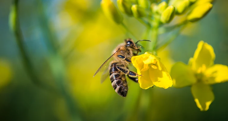 Was geschieht, wenn die Bienen verschwunden sind?