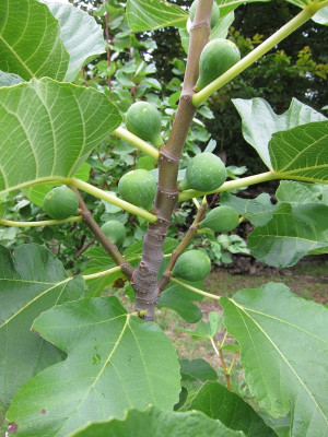 Eichgrabner  Feigen in Sirup