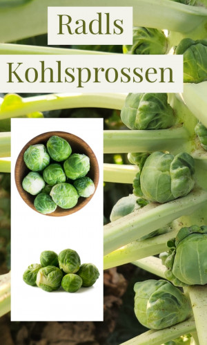 Kohlsprossen ungeputzt