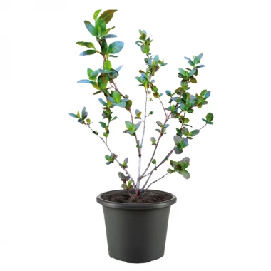 Aronia Pflanze Sorte Nero, Premium Qualität, 60-80 cm, wurzelnackt mit Dünger