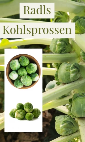 Kohlsprossen ungeputzt